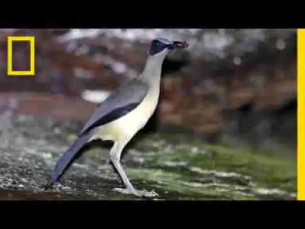 Video: Beautiful and Elusive: This Bird Is Losing Its Home
